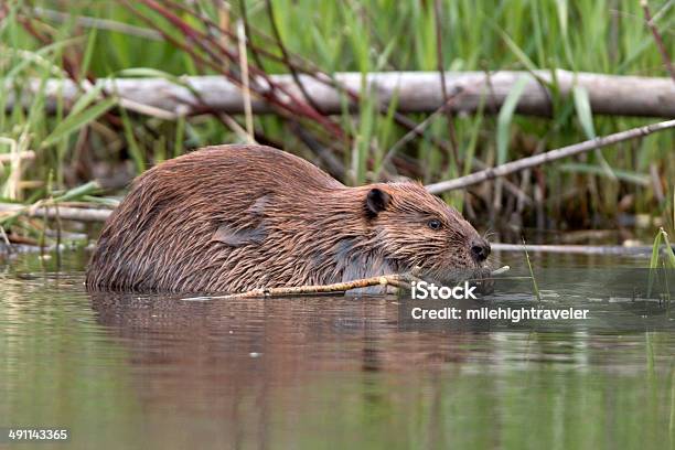 Beaver Eats Leaves On Bear Creek Colorado Stock Photo - Download Image Now - Beaver, Eating, Colorado