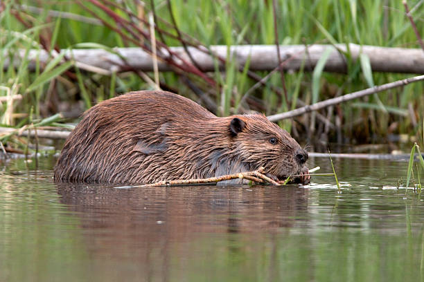 beaver eats folhas bear creek, colorado - platte river - fotografias e filmes do acervo