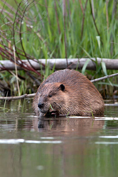 istock Wild beaver on Bear Creek Colorado vertical 491143367