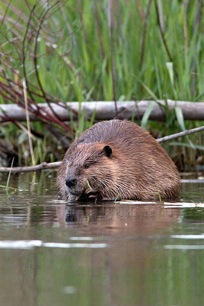 wild beaver no bear creek, colorado vertical - platte river - fotografias e filmes do acervo