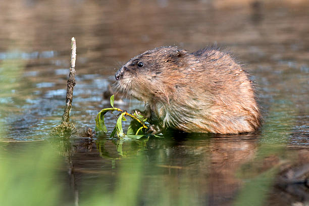 istock Wild muskrat on Bear Creek Colorado 491143369