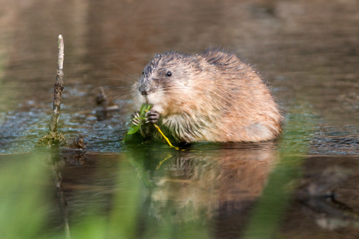 Holding the branch of a willow tree in his claws, a muskrat hungrily eats the leaves and buds near the shore of the Bear Creek which feeds into the South Platte River just outside Denver, Colorado.