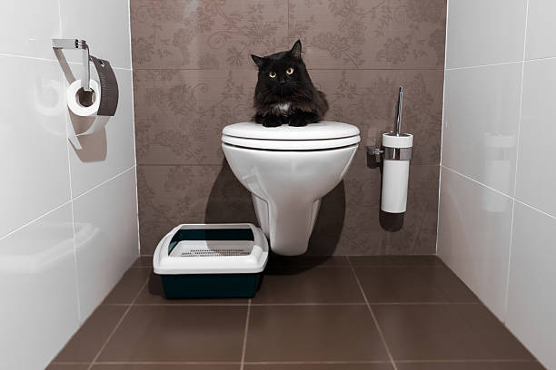 istock black cat on the toilet 491143395