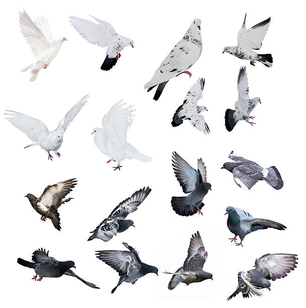 istock seventeen doves isolated on white background 491144203
