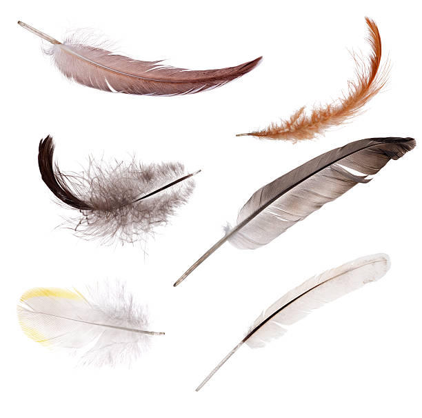 istock set of six isolated color feathers 491144207