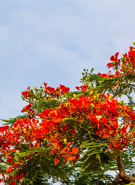 istock Royal poinciana 491144249