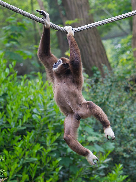 istock White handed gibbon 491144309