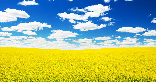 istock Summer Landscape with Wheat Field and Clouds 491145590