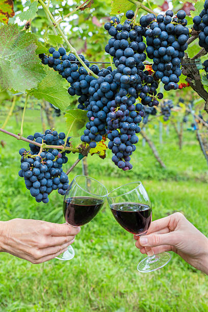 istock Two hands toasting with red wine near blue grapes 491145974