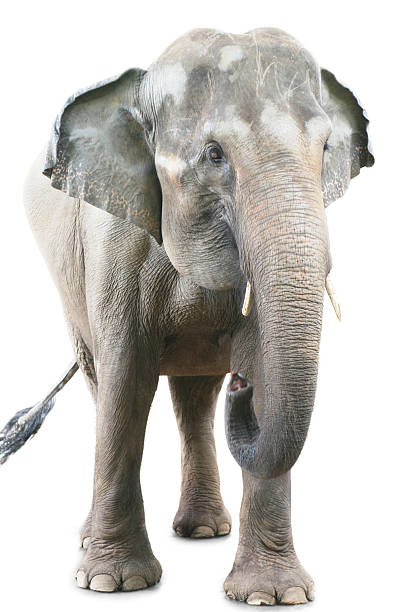 istock Portrait of giant elephant 491146173
