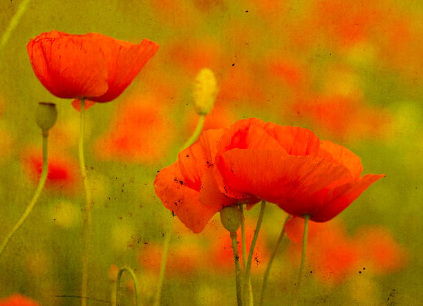 istock wild poppy flower 491146230
