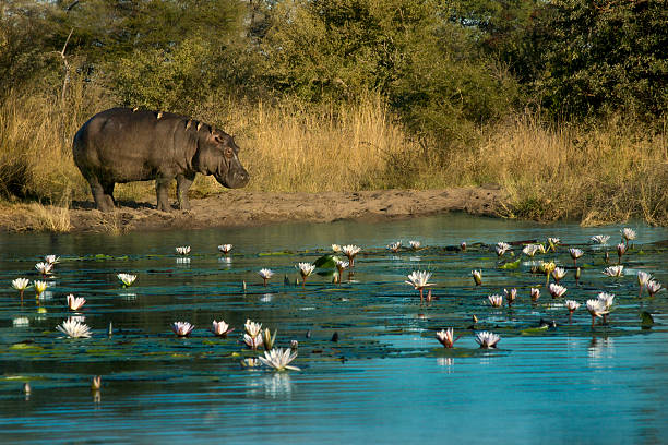 Front view of hippopotamus (Hippopotamus amphibius) in water.