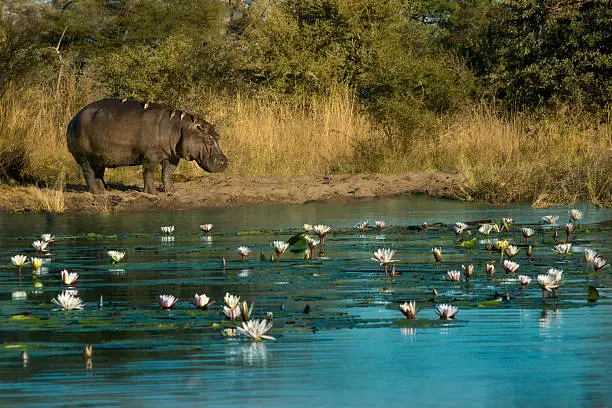 Hippopotamus (Hippopotamus amphibius) standing on riverbank with birds resting on its back looks at the river with flowers floating in the water, Kwando River, Kongola, Caprivi Strip, northeastern Namibia, Africa