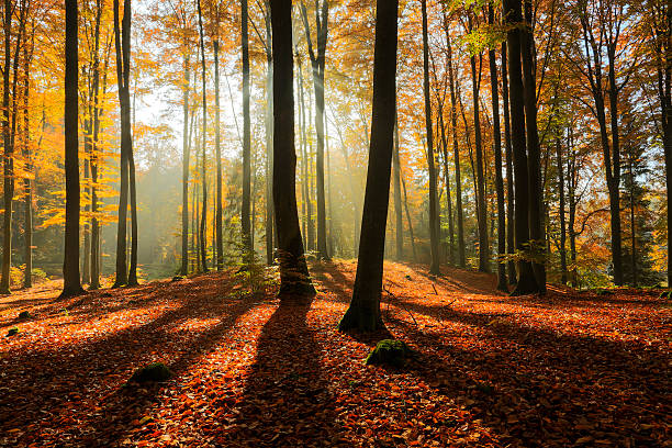 istock Rays of light in autumn forest 491146448