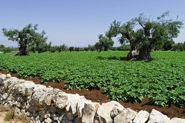 paysage de l'agriculture durable. - fingerling potato yukon gold potato vegetable raw potato photos et images de collection