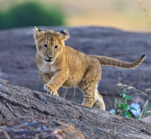 istock Masai Mara Lions 491146722