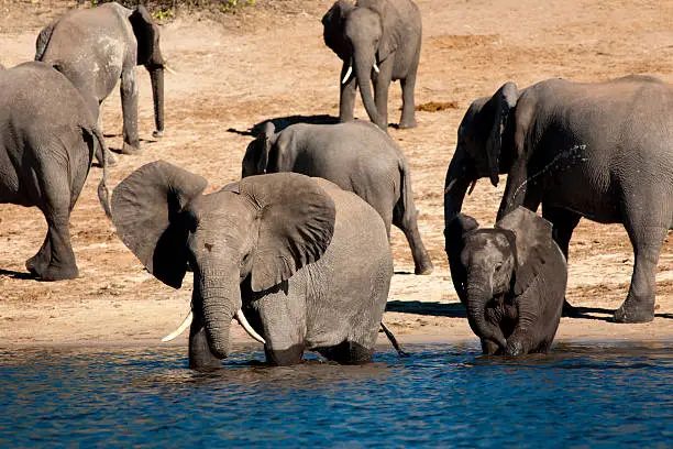 Photo of Elephants entering Chobe River