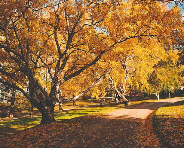 istock Peaceful park with autumn colors 491147272