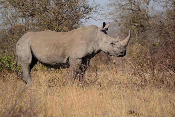 istock African White Rhinoceros 491147528