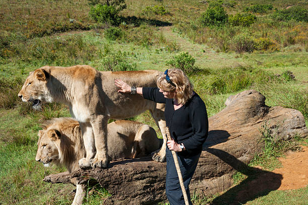 Woman touches a wild lion