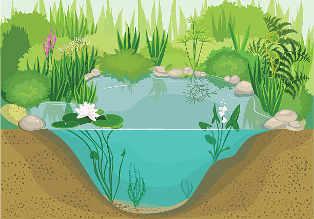 ilustrações de stock, clip art, desenhos animados e ícones de pequeno lago - marsh swamp plant water lily