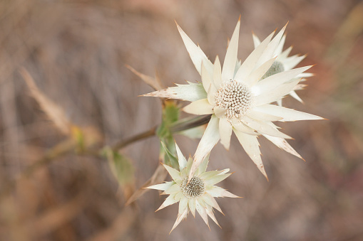 White thistle flower (Cirsium) stands out from the background in mountains of Sierra Norte, Oaxaca city, Mexico