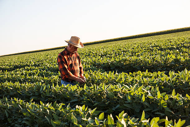 istock Senior farmer in a field examining crop 491149082