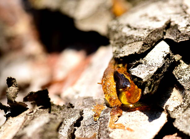 istock Close-up drop of pine resin 491149108