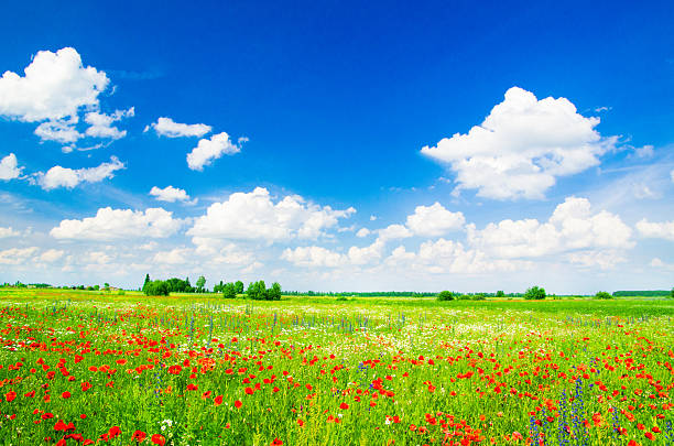 istock Vivid poppy field 491149176