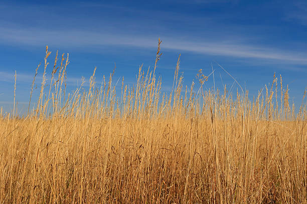 istock Steppe landscape in autumn 491149248