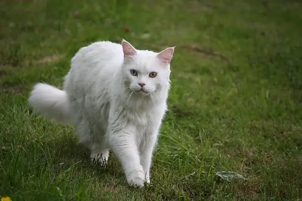 White Mainecoon cat, with one blue and one yellow eye.