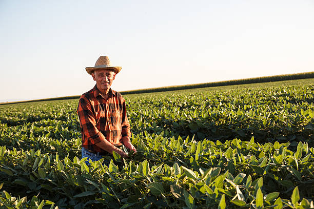 istock Senior farmer in a field examining crop 491149290