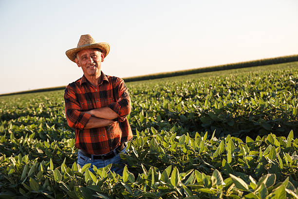 istock Senior farmer in a field examining crop 491149446