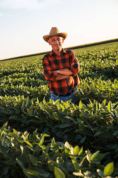 istock Senior farmer in a field examining crop 491149604