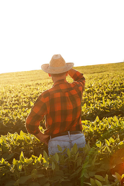 istock Farmer standing in a field and looks into the distance 491149896