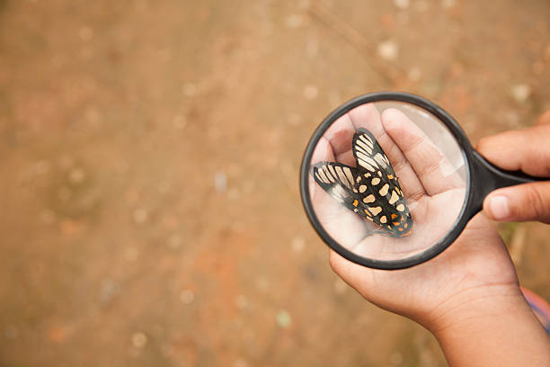 Elementary age boy uses magnifying glass to discover nature.   This curious, student explorer excitedly investigates a butterfly, which he holds in his hand.  Dirt ground in background. Close-up, overhead view.  Science, education themes.