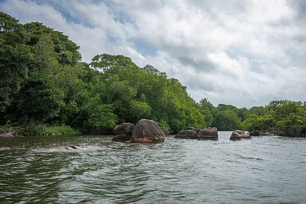 istock The river Bentota among the Jungle. 491150306