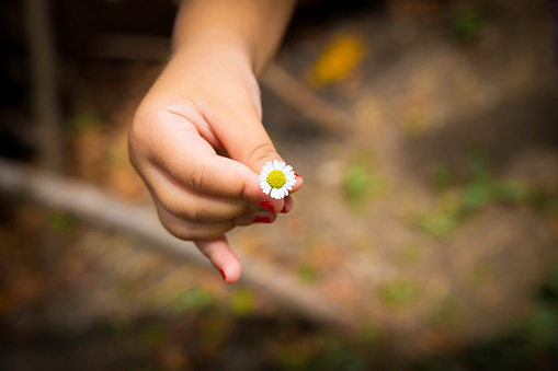 Little child hand with daisy flower closeup view