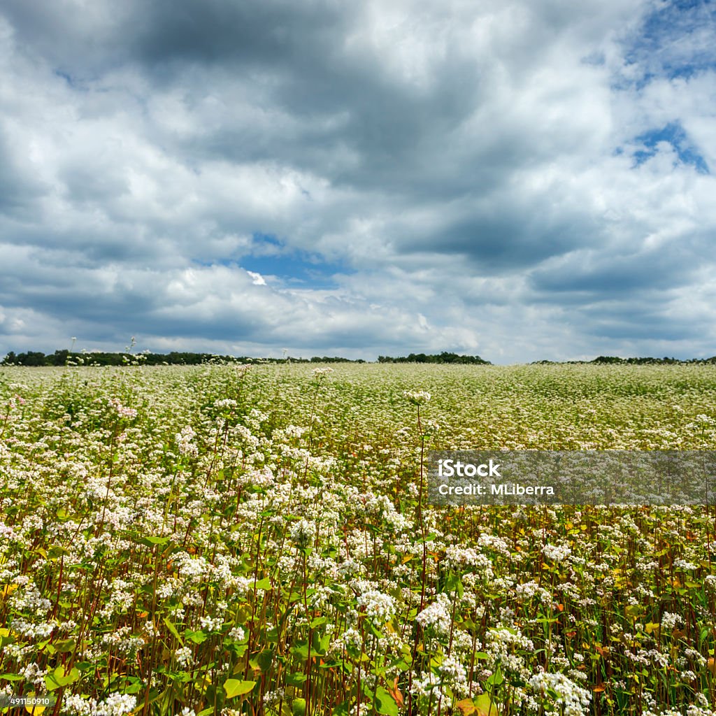 Exuberante campo de trigo sarraceno - Foto de stock de 2015 royalty-free