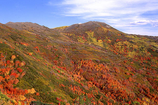 Patchwork of red mountain maple and other autumn leaves Wellsville Mountains Cache County Utah