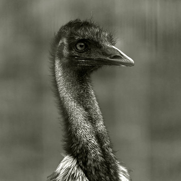 istock Ostrich portrait in black and white 491151728