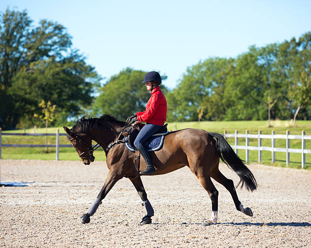 istock Young rider flatwork training in the sun, Norway 491152440