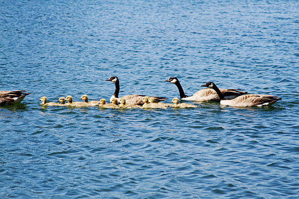 istock Adult geese and goslings 491152834
