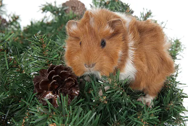 Baby Abyssinian Guinea Pig on a Christmas wreath on white Background. (2 weeks old)