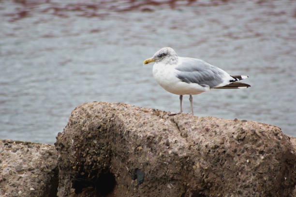 istock Seagull on a rock on a cloudy day 491168240