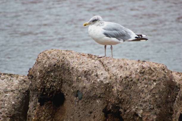 istock Seagull Sitting on a Rock on a Cloudy Day 491168268