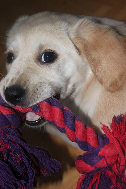 istock The hoaxer happy puppy 491168286