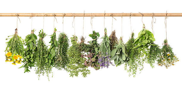 istock Herbs hanging isolated on white. basil, rosemary, thyme, dandelion, camomile 491168608