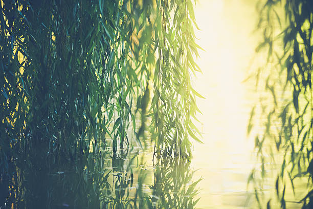 Nature Background - Vines, light & water Nature background of green leafy willow branch vines reflected in the water they overhang. Golden sunlight streams through an opening in the foliage. No people in image. High resolution color photograph with copy space and horizontal composition. willow tree photos stock pictures, royalty-free photos & images
