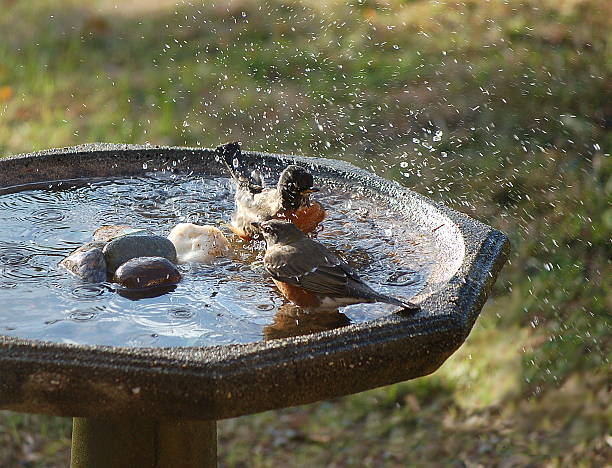 bird-badewanne für zwei personen - stone bird animal autumn stock-fotos und bilder